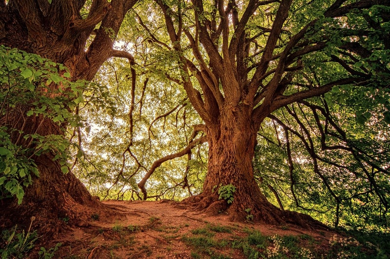Enigmatic Forest